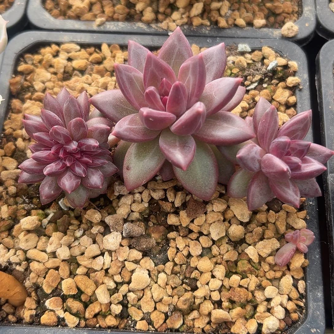 迷雾泡泡缀化一物一