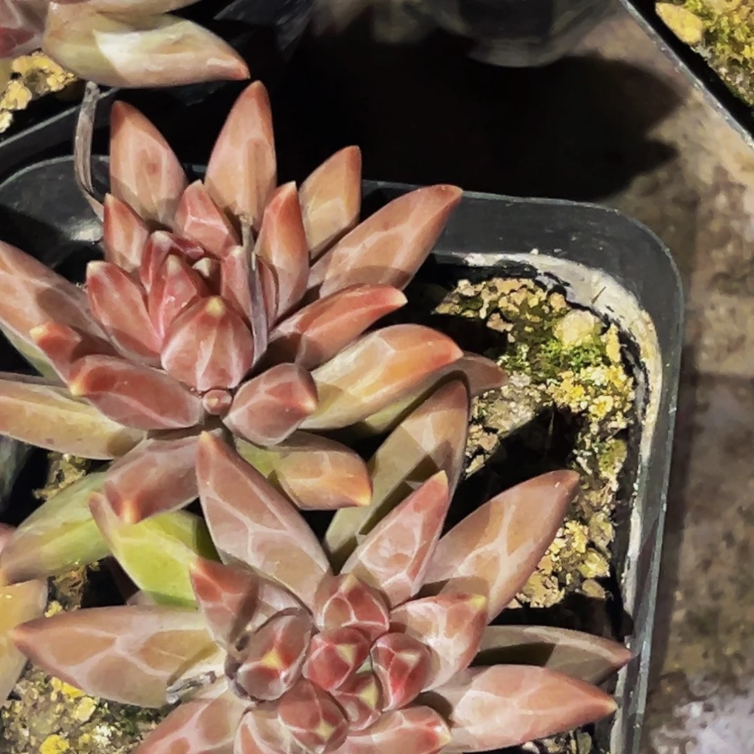 美人系列精品系列