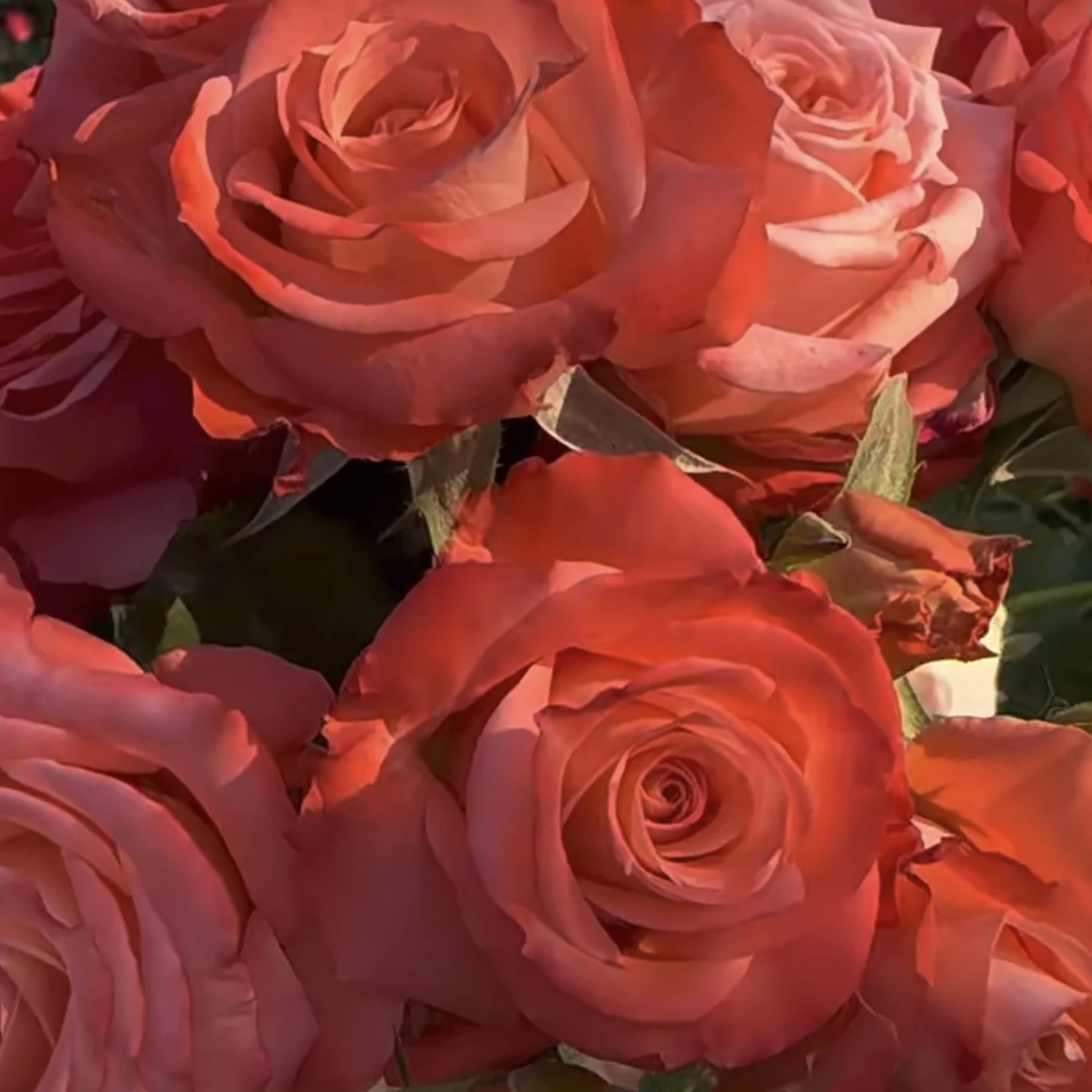 娜塔莎根接苗红色匠人月季花卉鲜花玫瑰花四季开花阳台盆栽植物