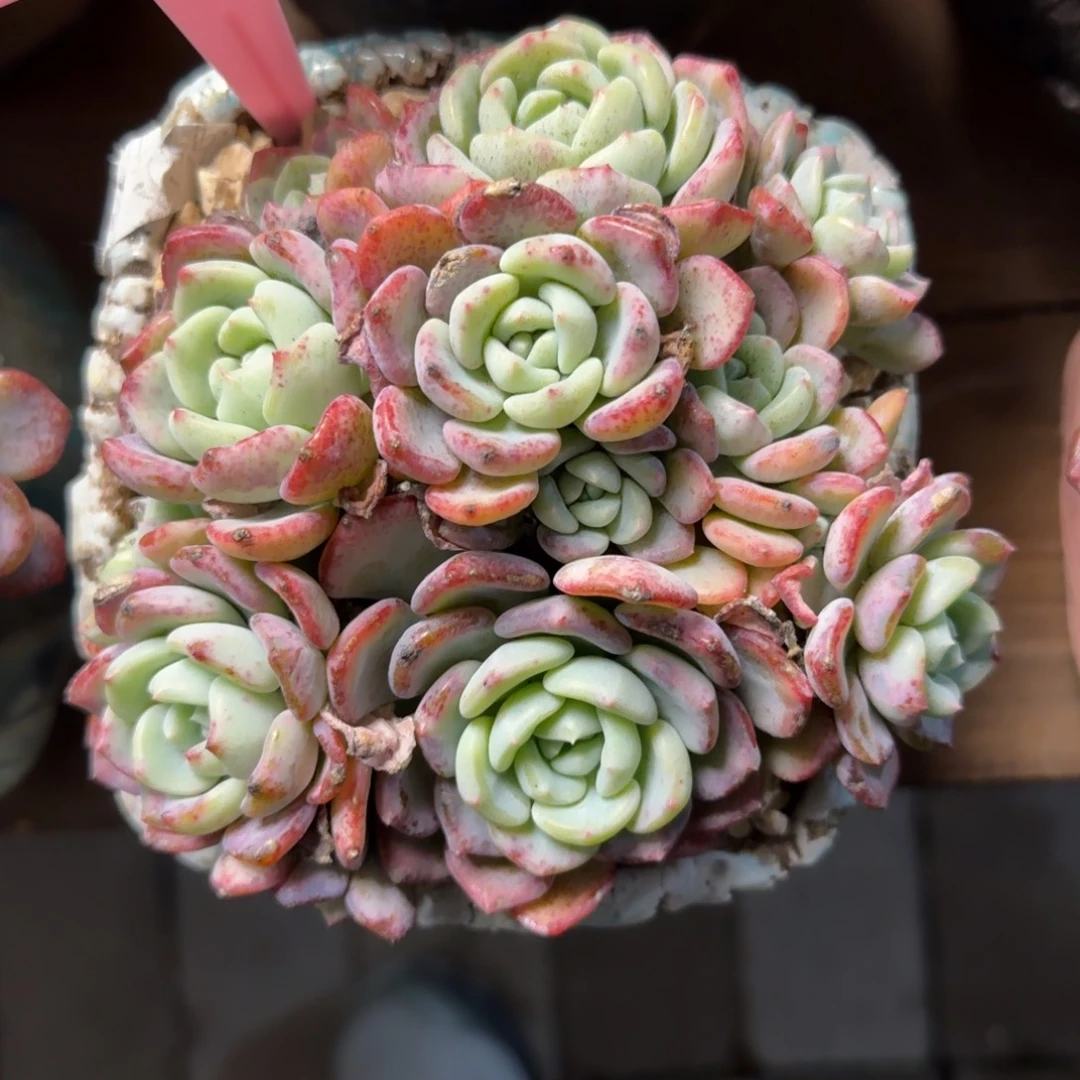 千山雪1111111111111111