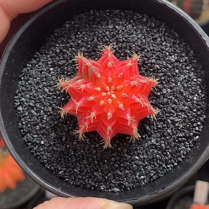 精品米哈—脱土发货45