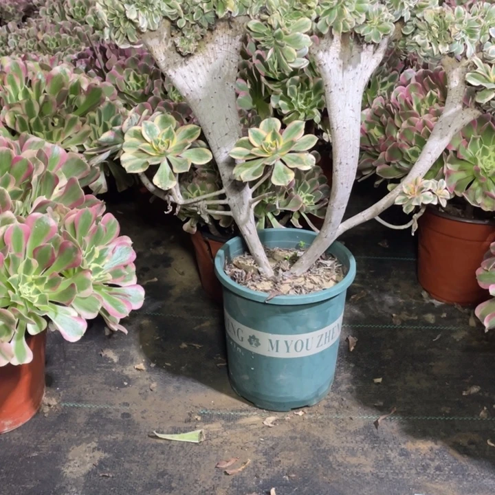 46灿烂缀多肉植物多肉