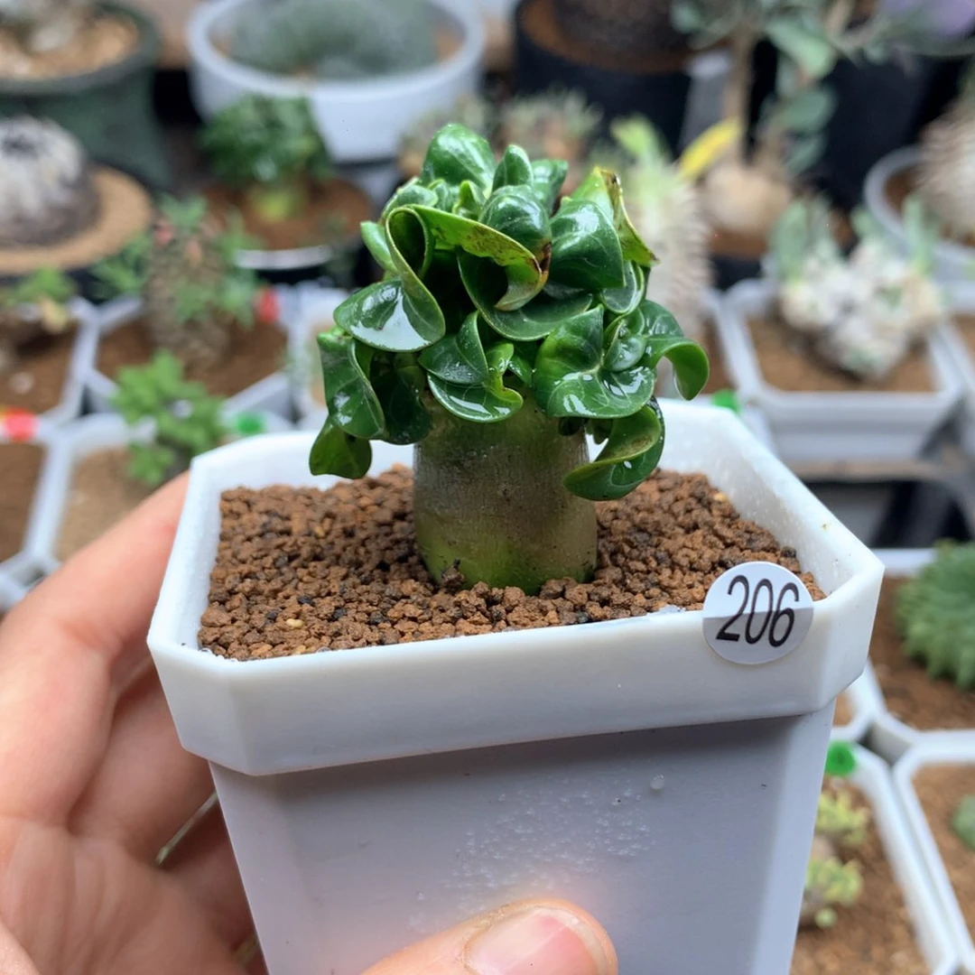 羊角沙漠玫瑰带盆多肉