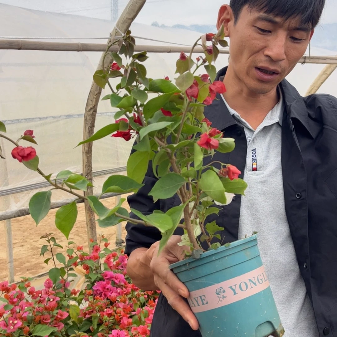 忆***南完全开放（血红）三角梅会落花落叶会光杆苗有大有小
