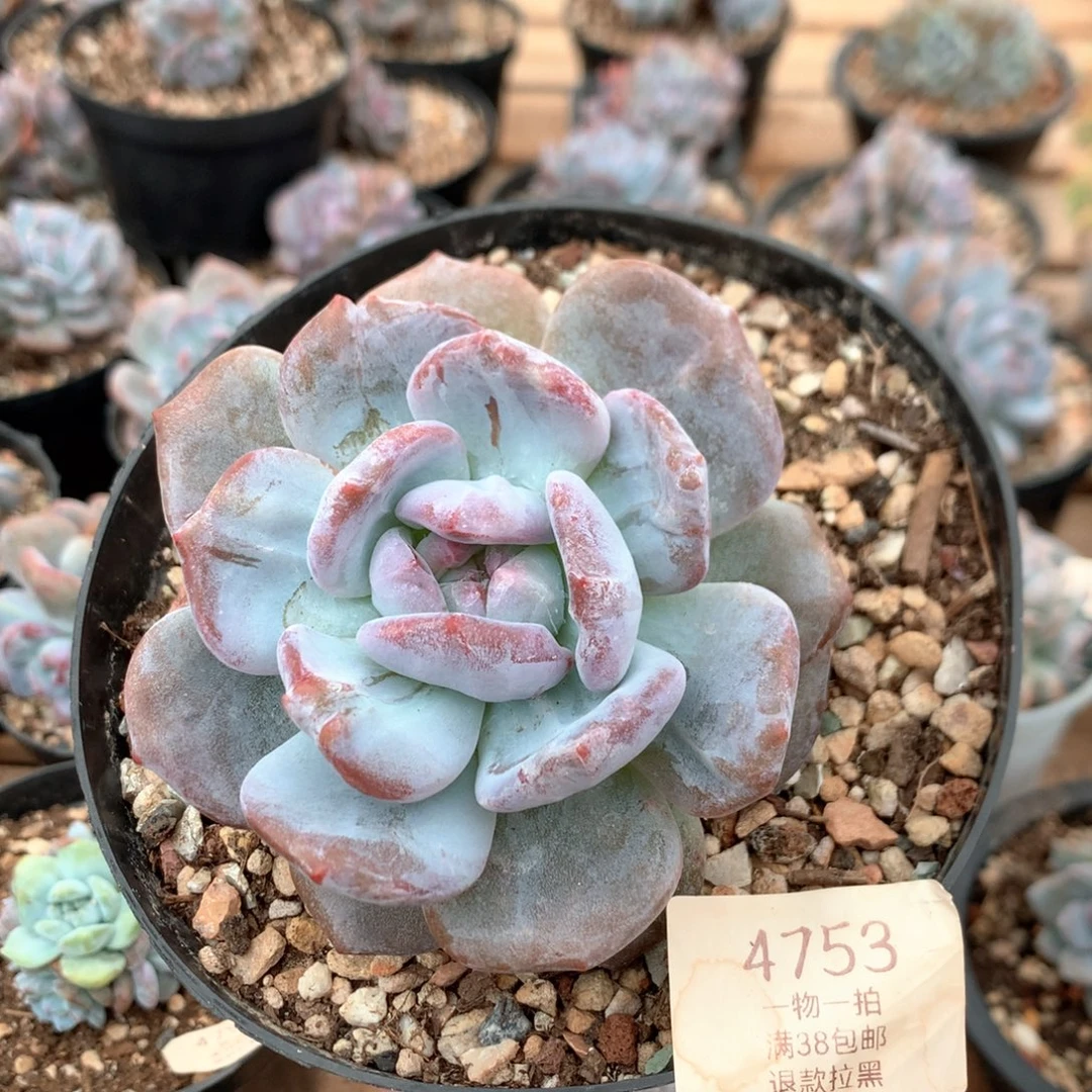 10厘米星影石化 4753