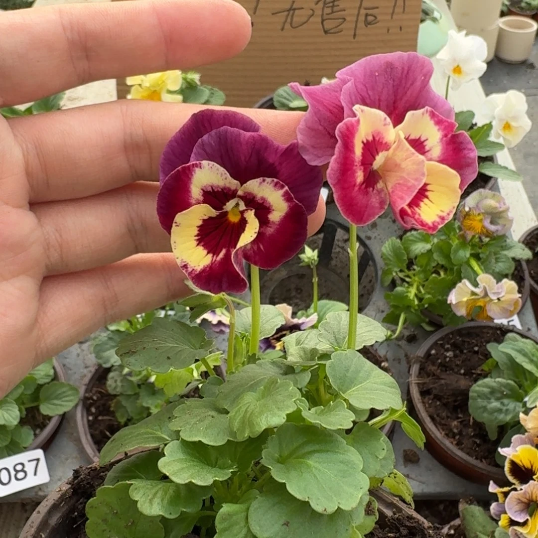 大部分花苞少量开放118