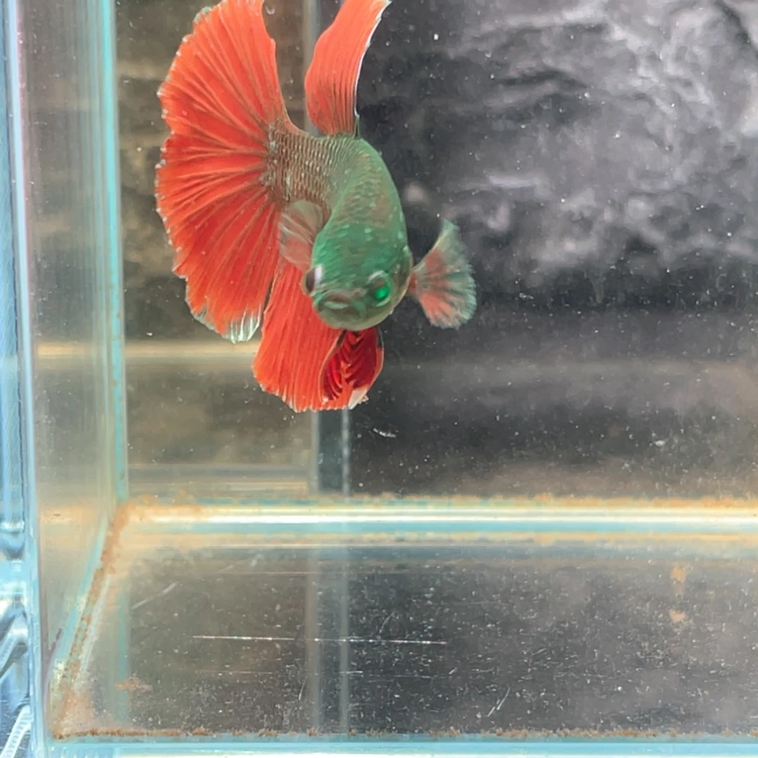 斗鱼地狱火绿魔半月公