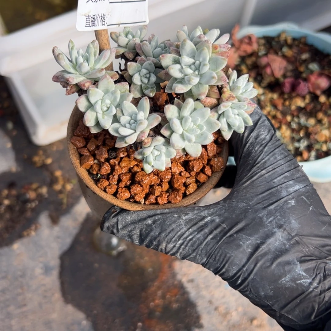 可爱大脸白菊～一物一拍824