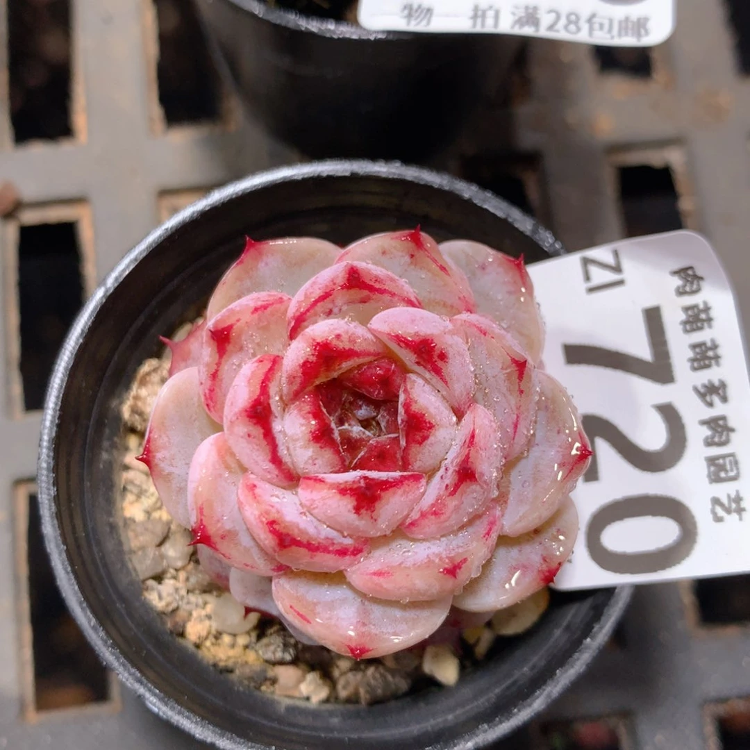 5CM拇指盆精控多肉ZI720