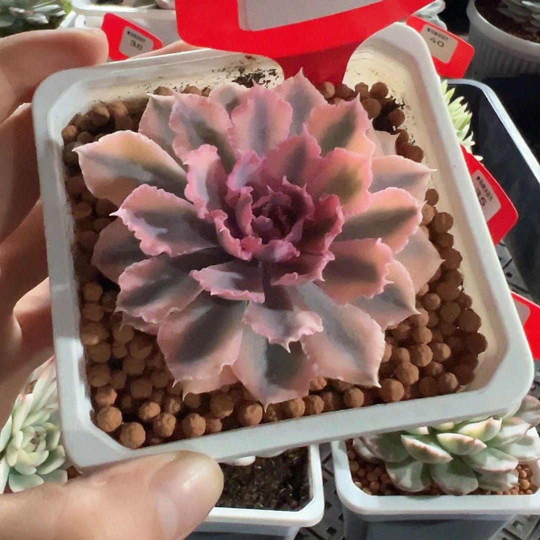 10号晚霞之舞锦多肉植物