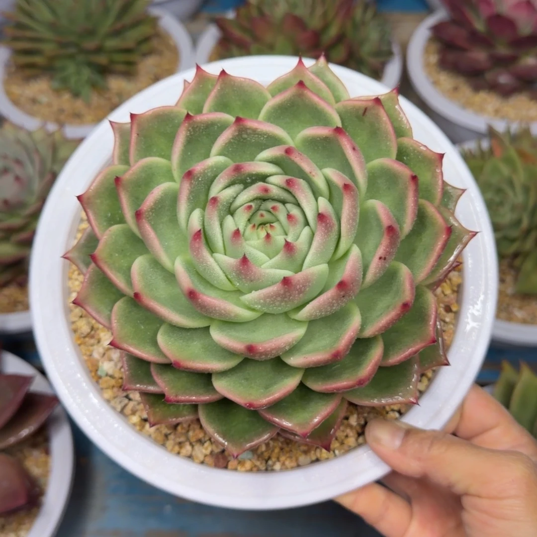 一物一拍，顺顺顺，39