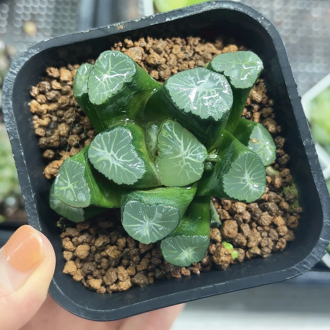 稻妻万象多肉植物