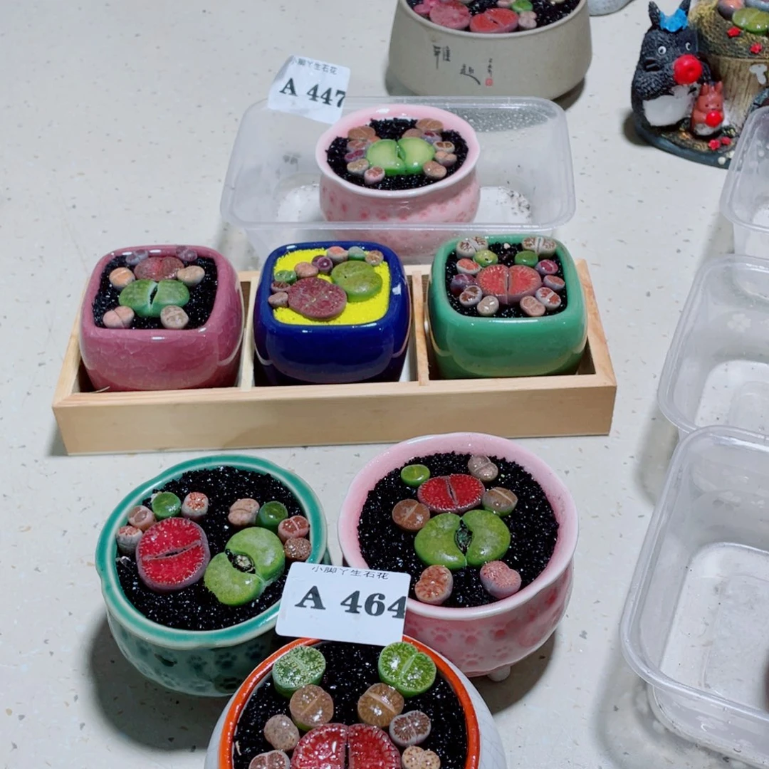464生石花科植物花