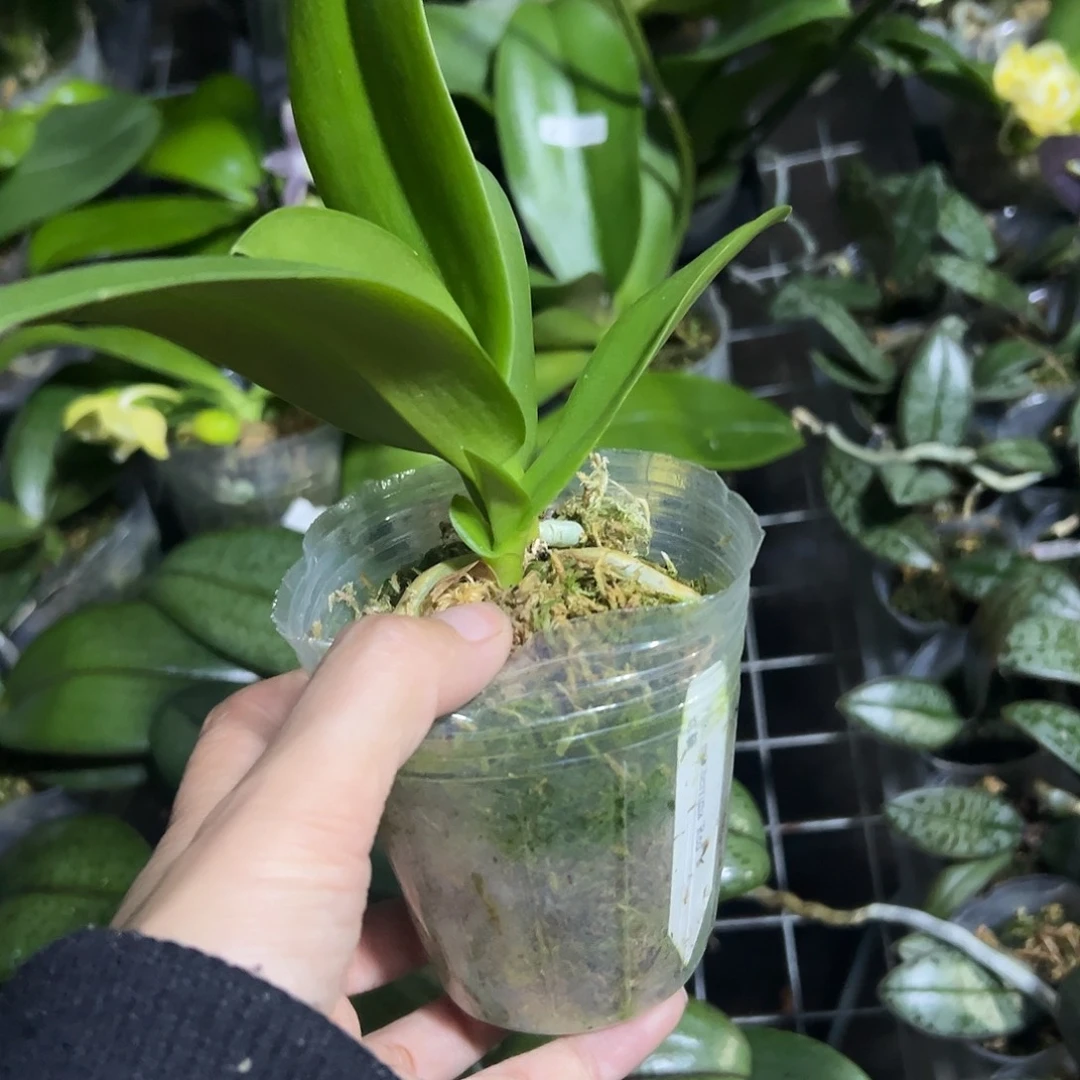 当前无花栽培后可以开花粉猫3苗