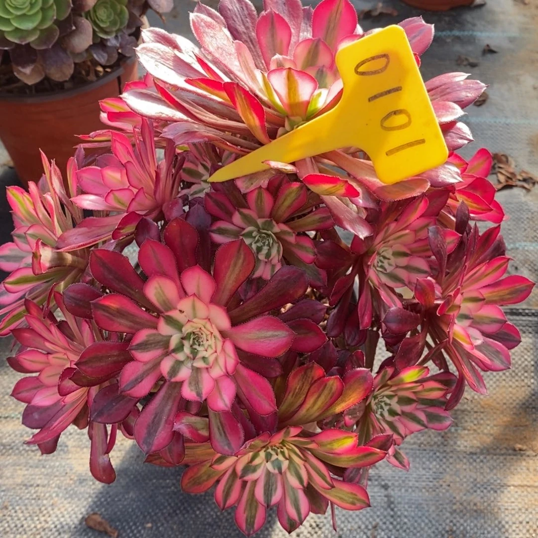 0101铜壶超白一物一拍