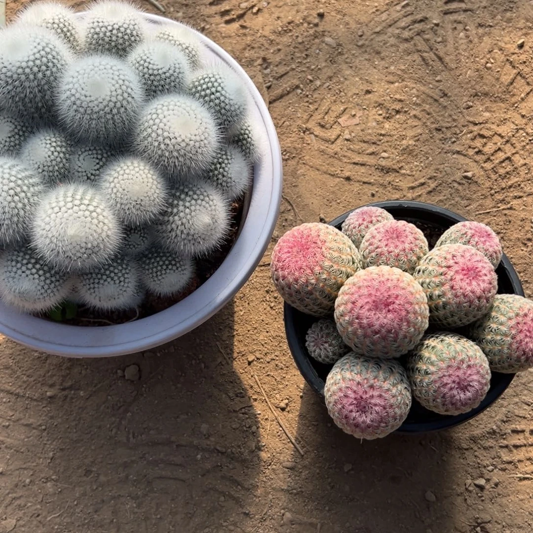 用***7零零落落 零零落落