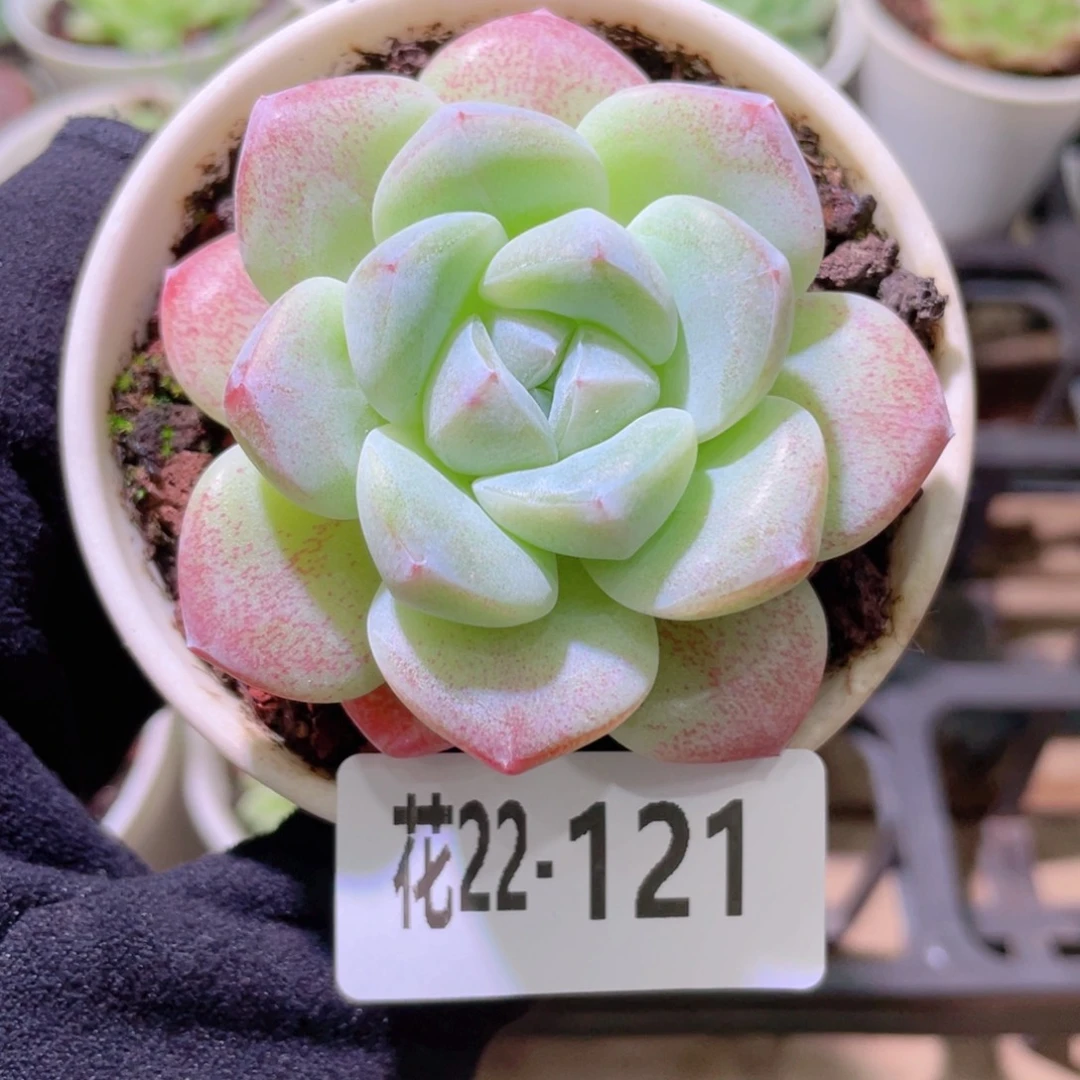 花利美22-121冰玉