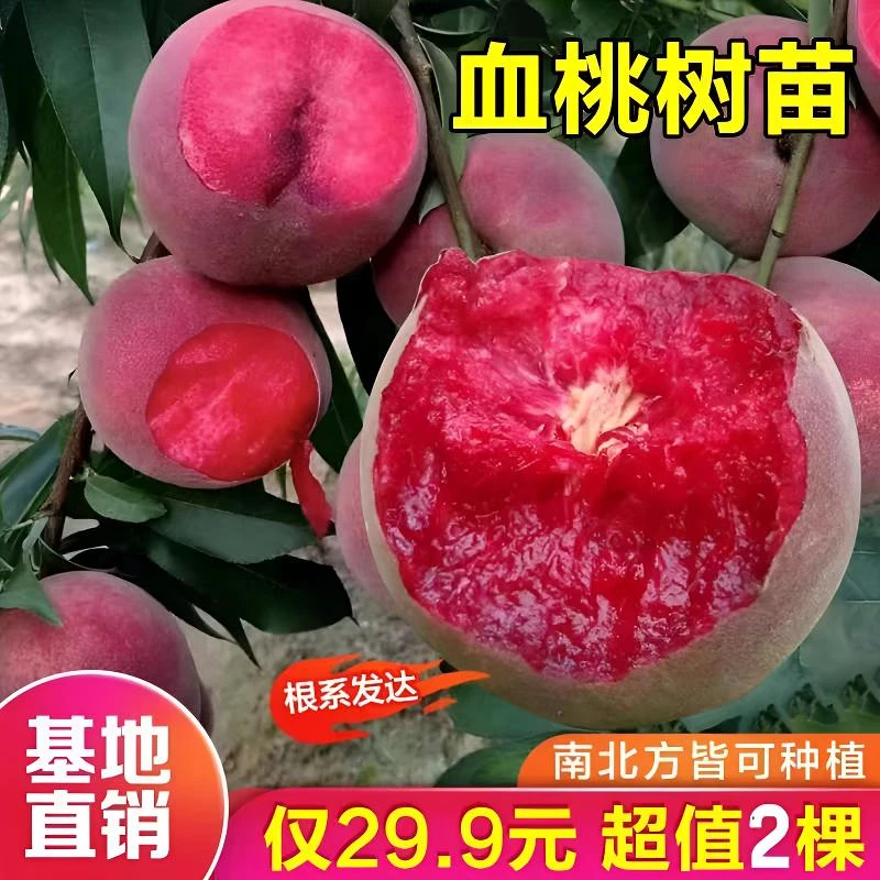 【正宗嫁接血桃树苗】盆栽地栽阳台庭院南方北方种植当年结果果树苗