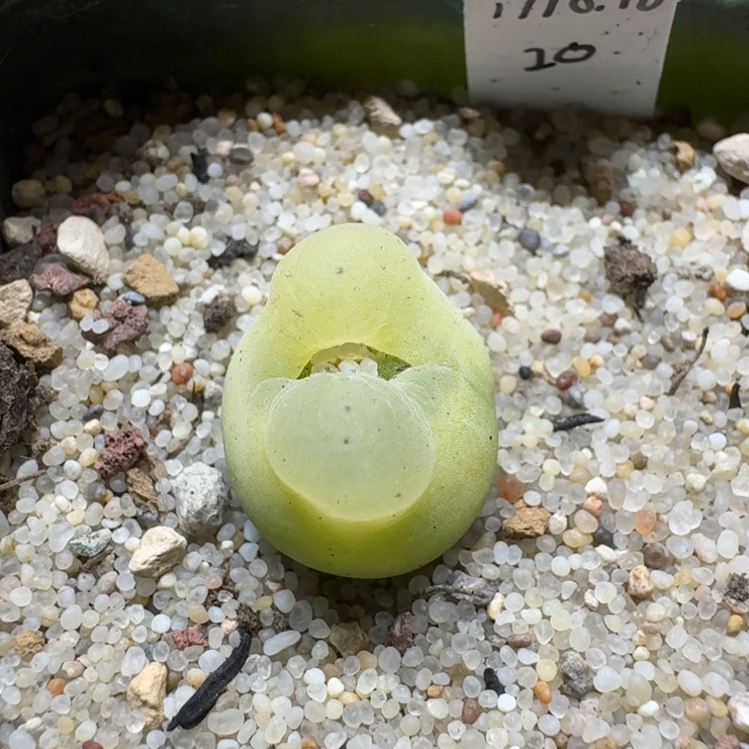 白*0202-02肉锥肉锥