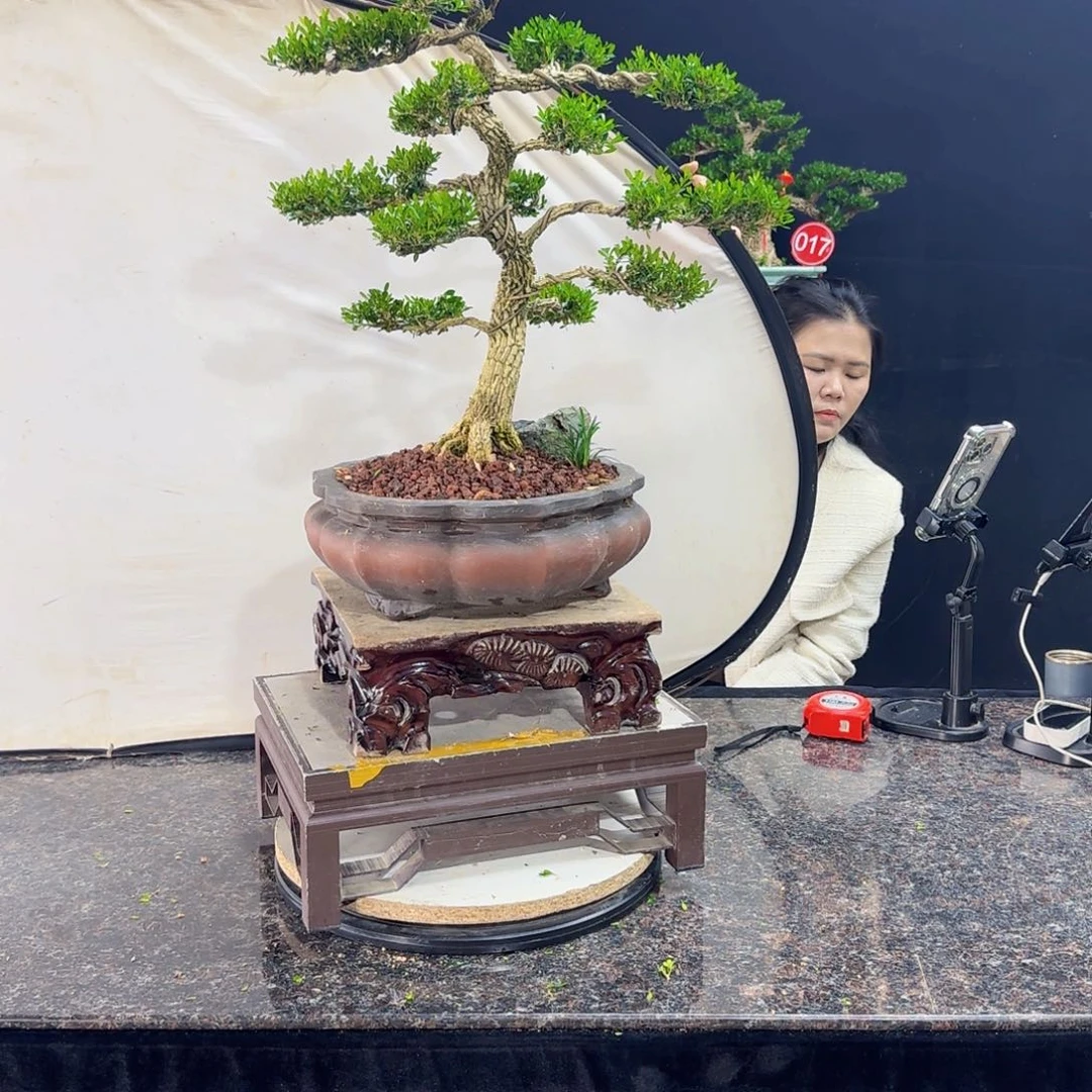 当前无花朵，栽培后可花朵
