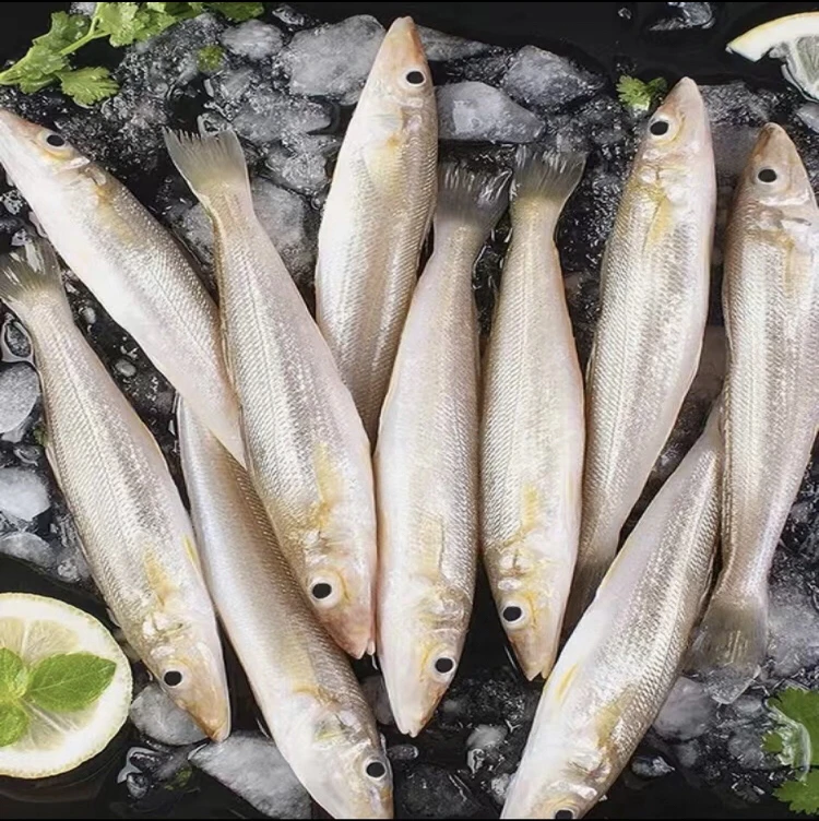 黄海海捕沙丁鱼3斤新鲜速冻不包冰无添加