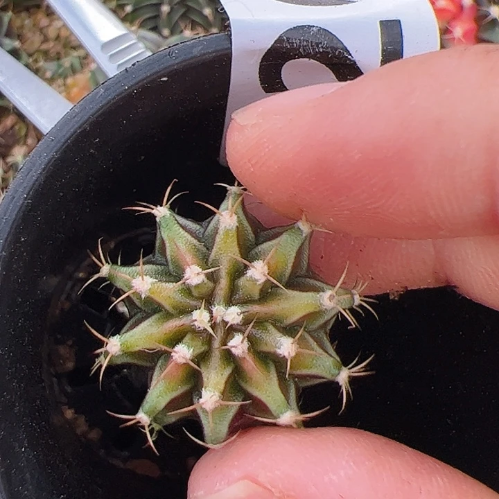 当前无花栽培后可以开花226