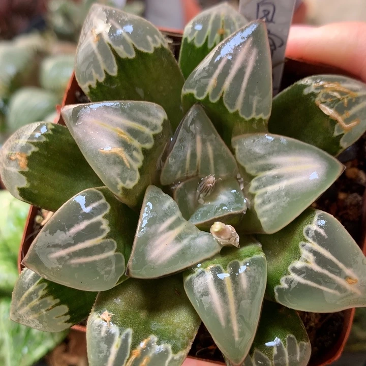 白寡妇一物一拍带盆