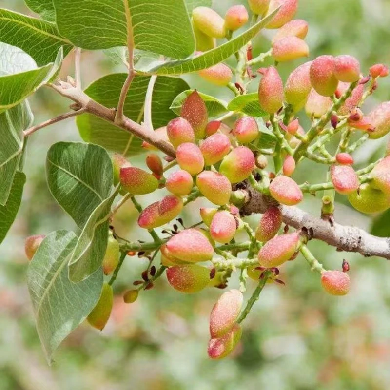 ZB嫁接开心果苗果树苗盆栽地栽南北方种植水果庭院四季水果树苗