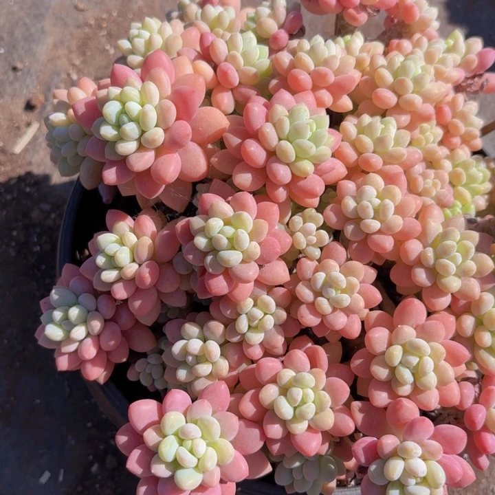 W***X鱼子酱大群整桩一个