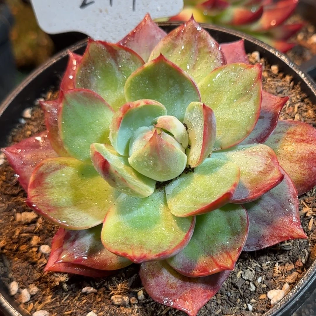 惊鸿一物一拍包装收缩花旱249