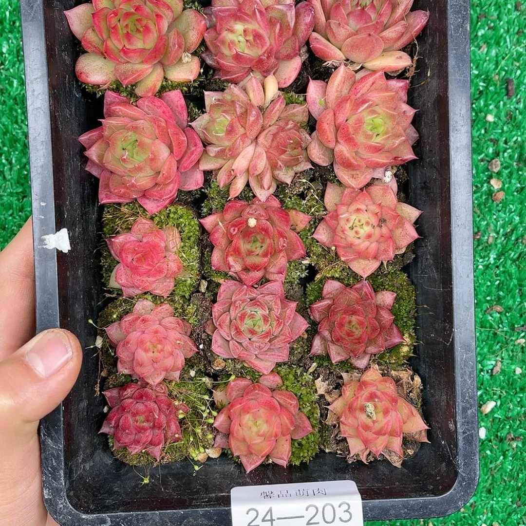 多肉一物一拍24-203