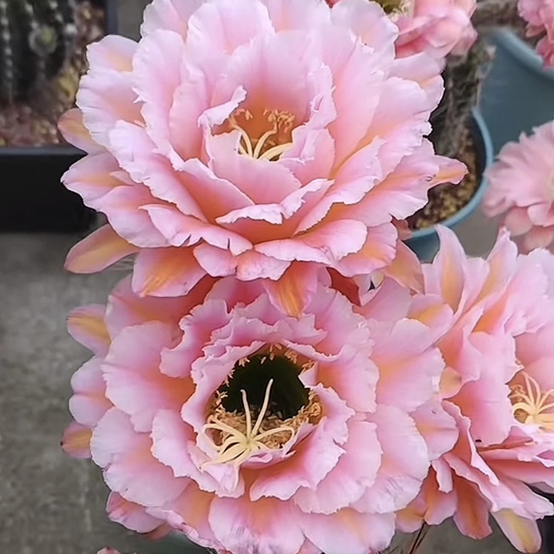 粉桃精灵毛花柱 仙人球15.88
