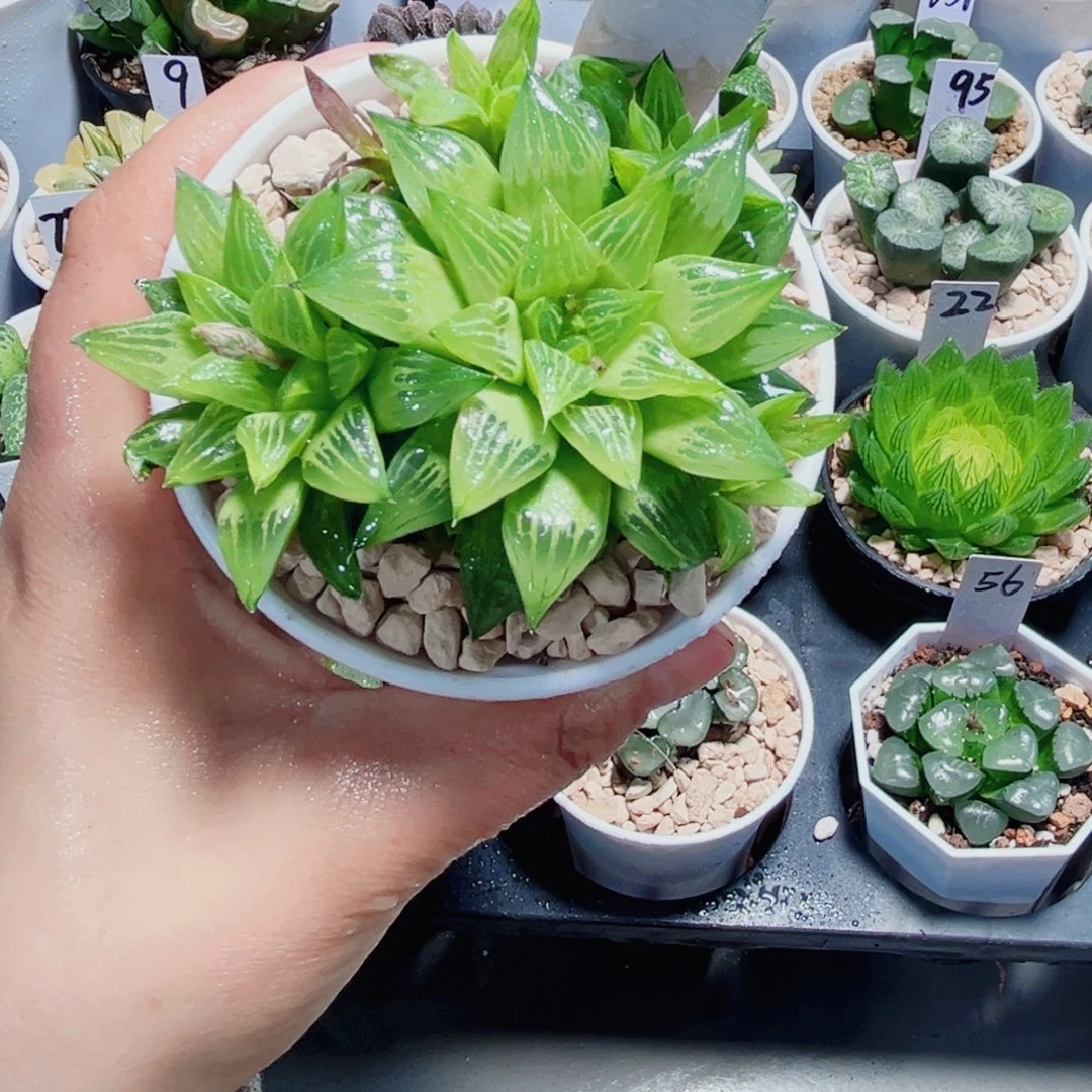 水晶寿多肉植物6666
