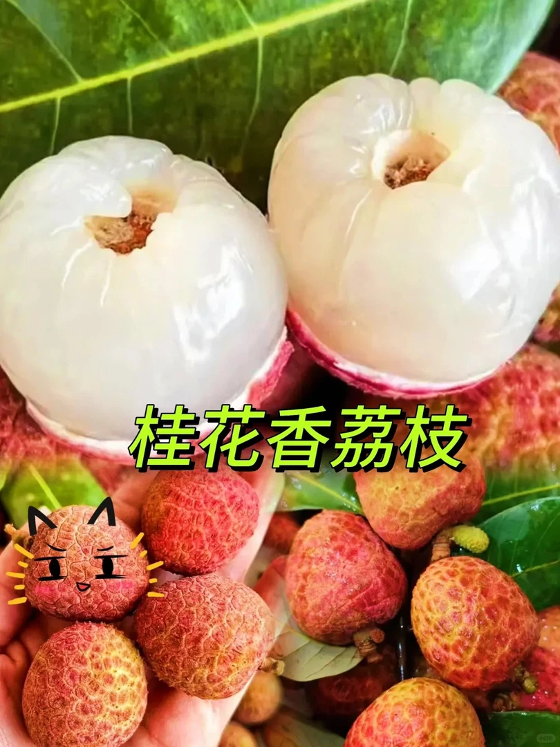 海南桂花香荔枝   新鲜香甜多汁 【顺丰到家】