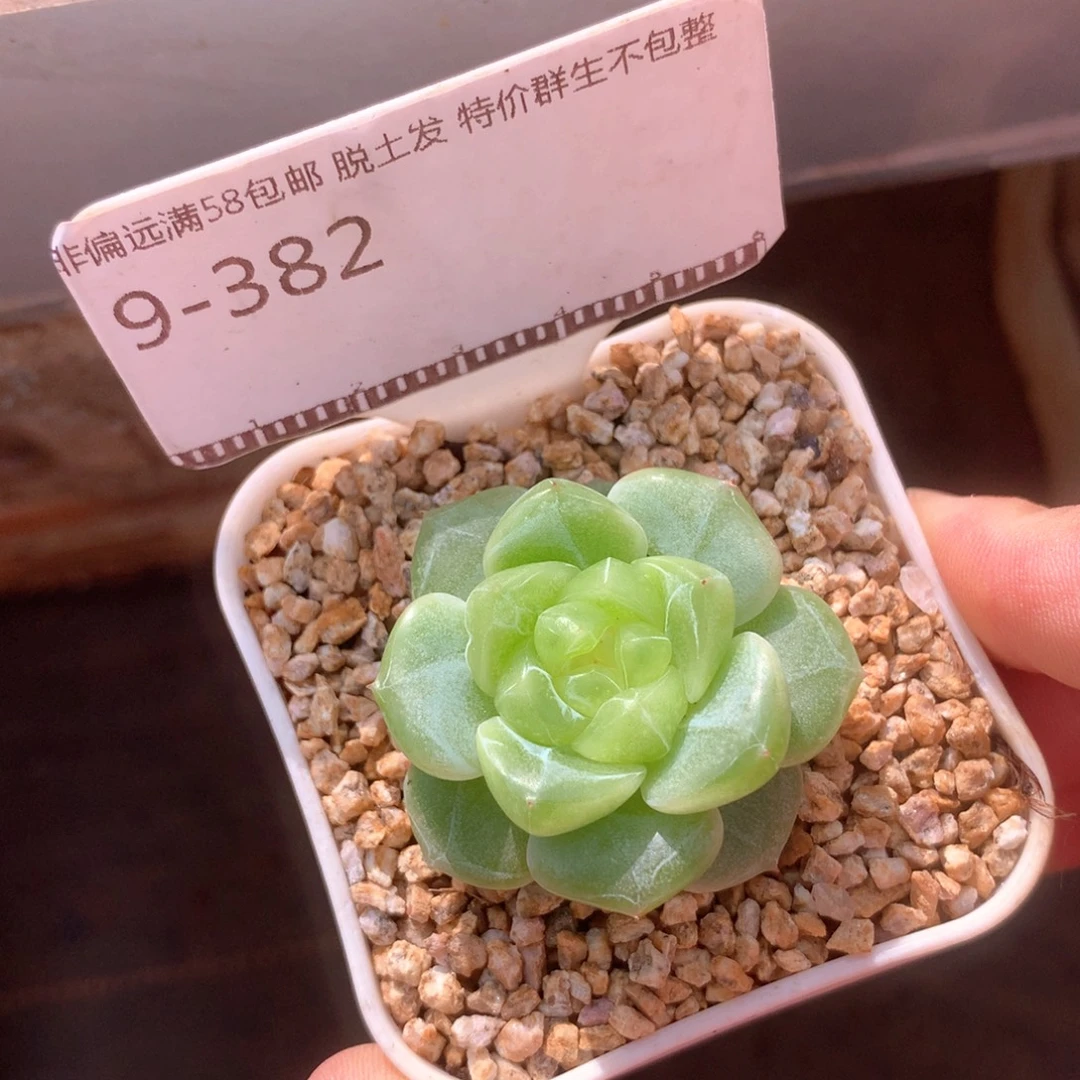 编号珍妮优选多肉58包邮