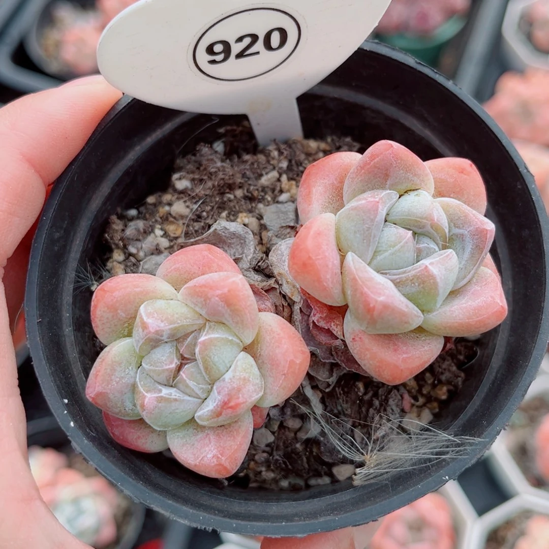 风靡园艺冰玉双头