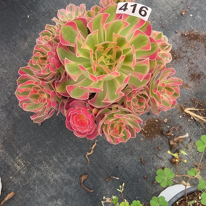 丸***）精品多肉植物416七彩石