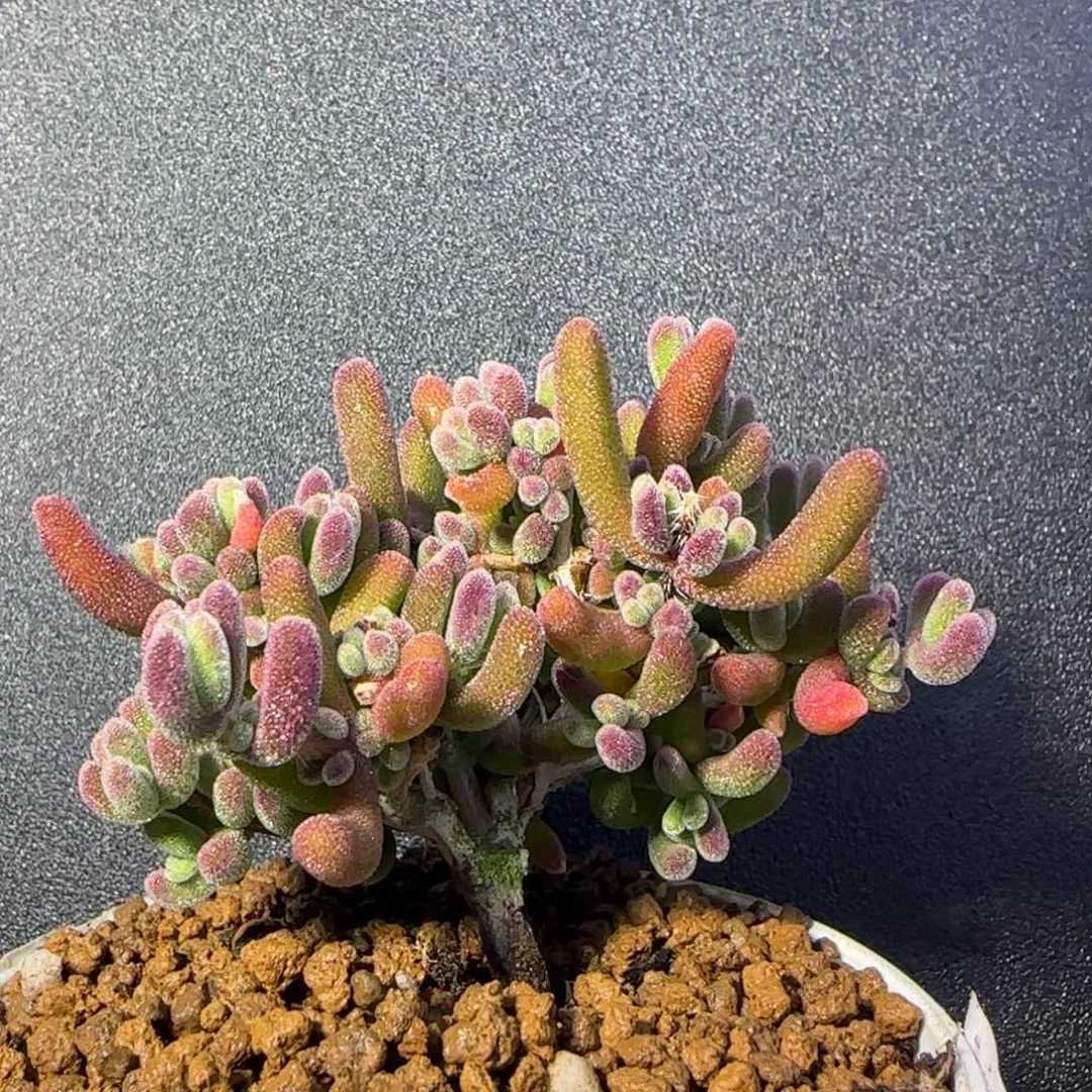 dy0610荔枝直杆双岔