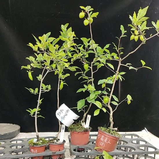 用***2完全开放4棵老鸦柿嫁接