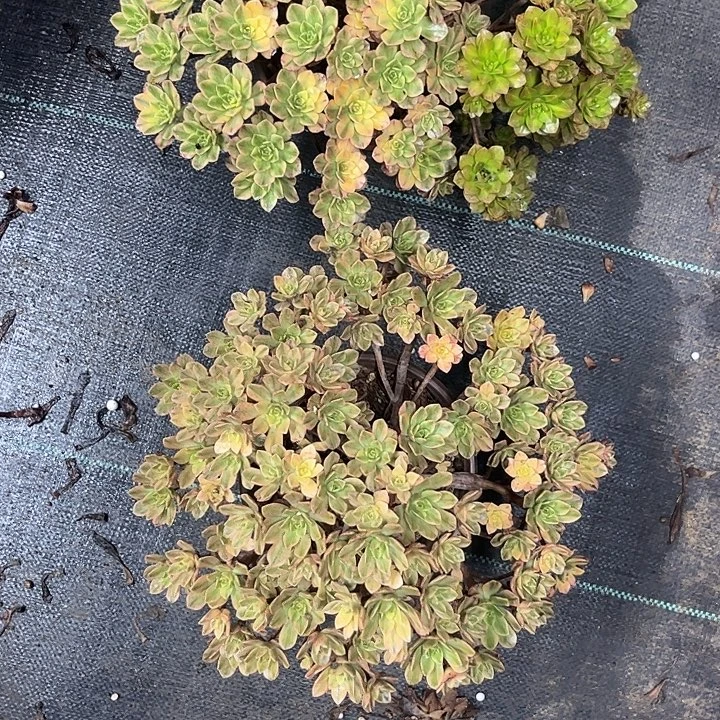 天***梦多肉植物甜茶锦……
