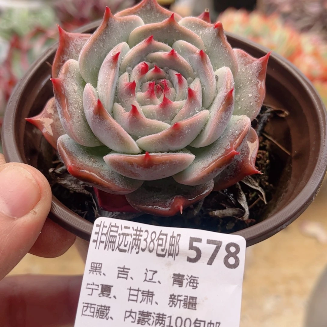 578皮卡丘德华多肉