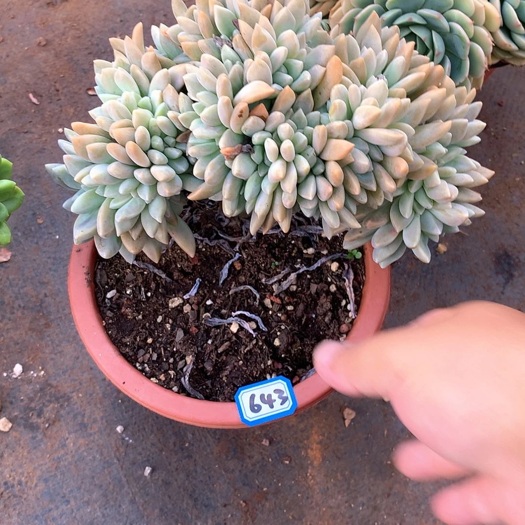 643淡雪缀 一物一拍多肉