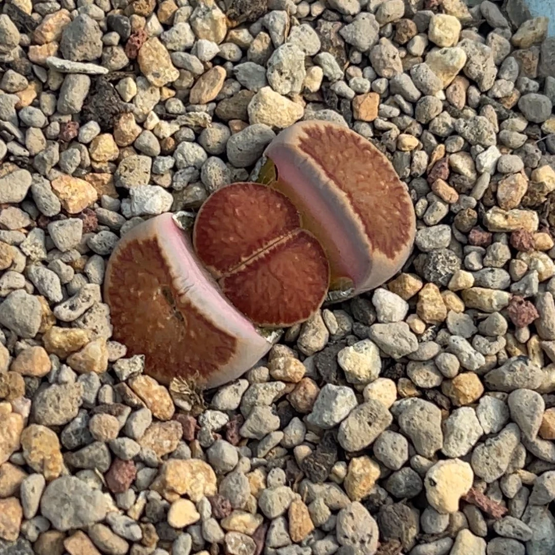 8213红窗菊一颗。