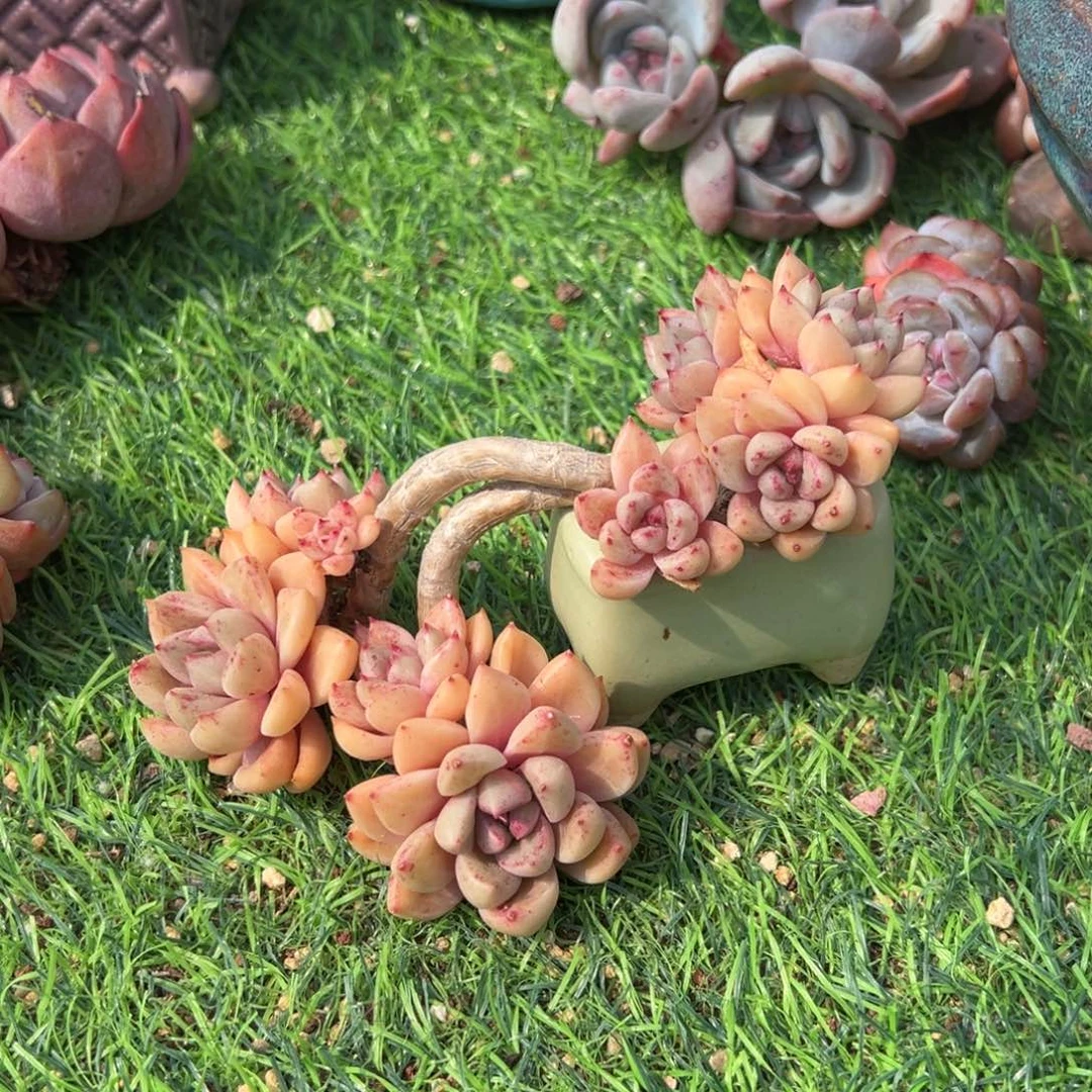 小****啊石榴籽星影小树福利