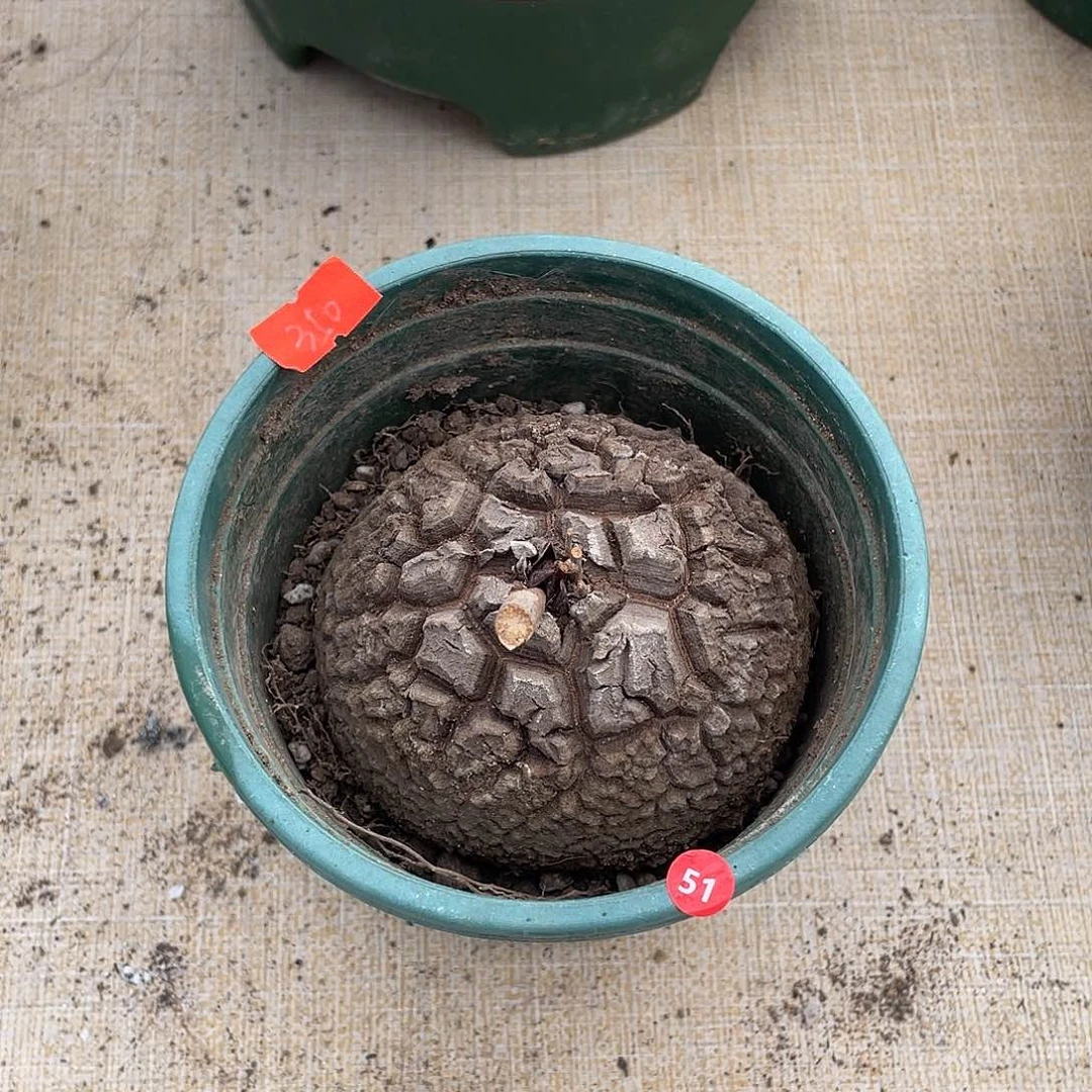 51号龟甲龙8.9公分