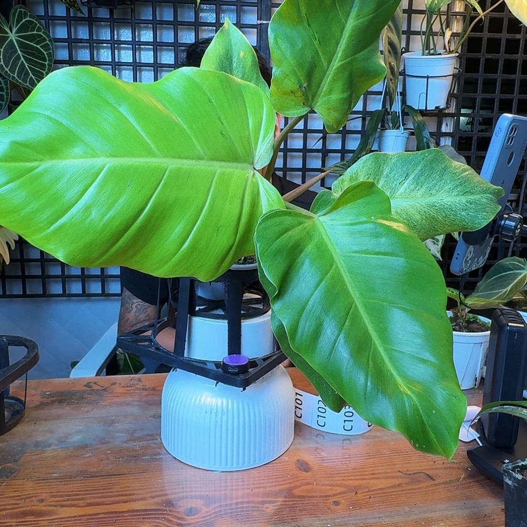 吕***师无花朵一物一拍C98