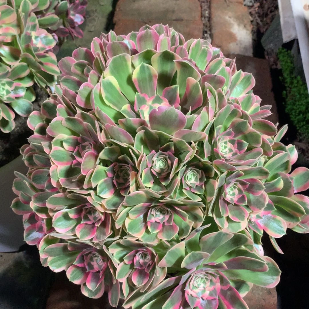 妖月捧花，多肉植物