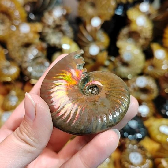 D****27625862416842684