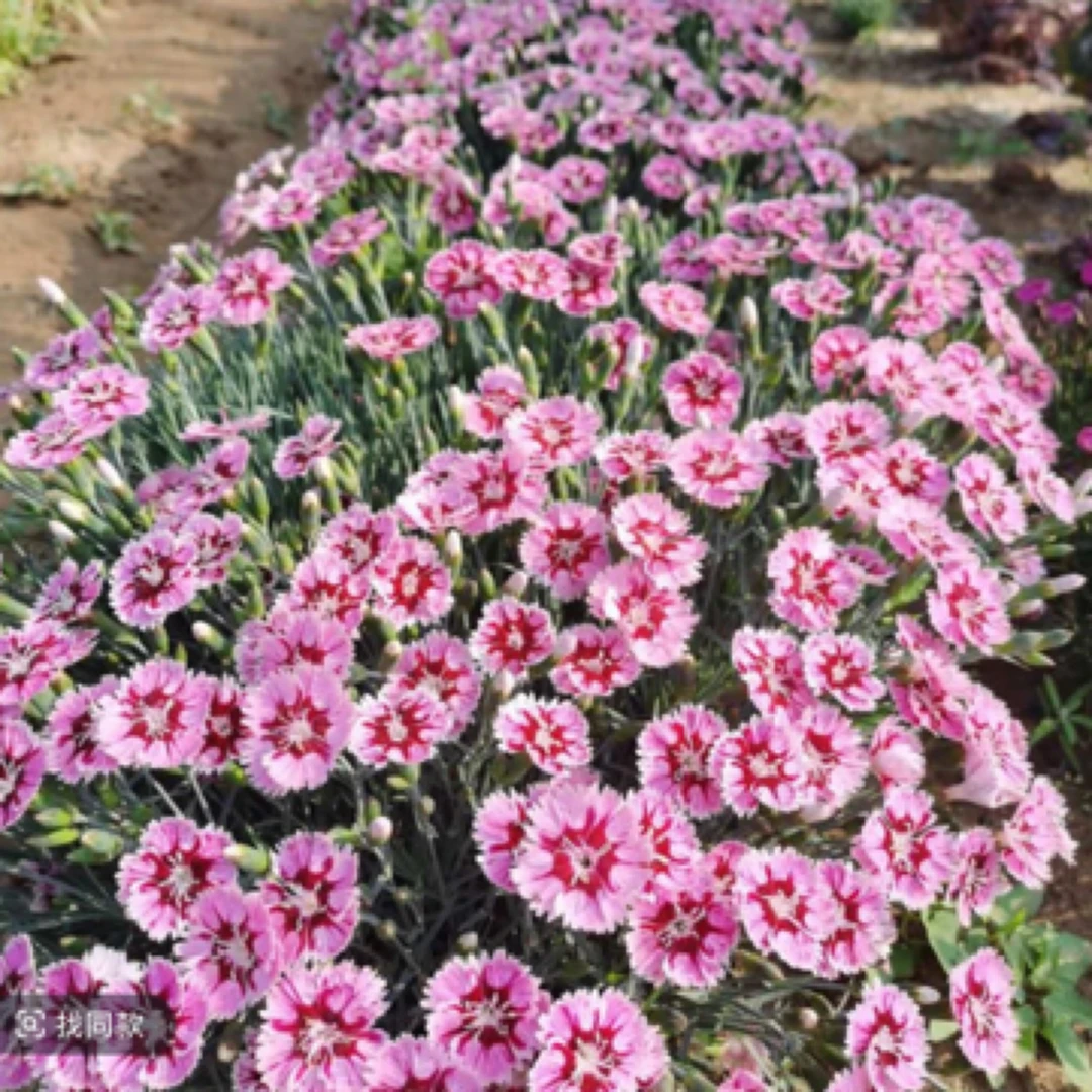 【热恋石竹】110口径四季阳台庭院易活耐寒花卉