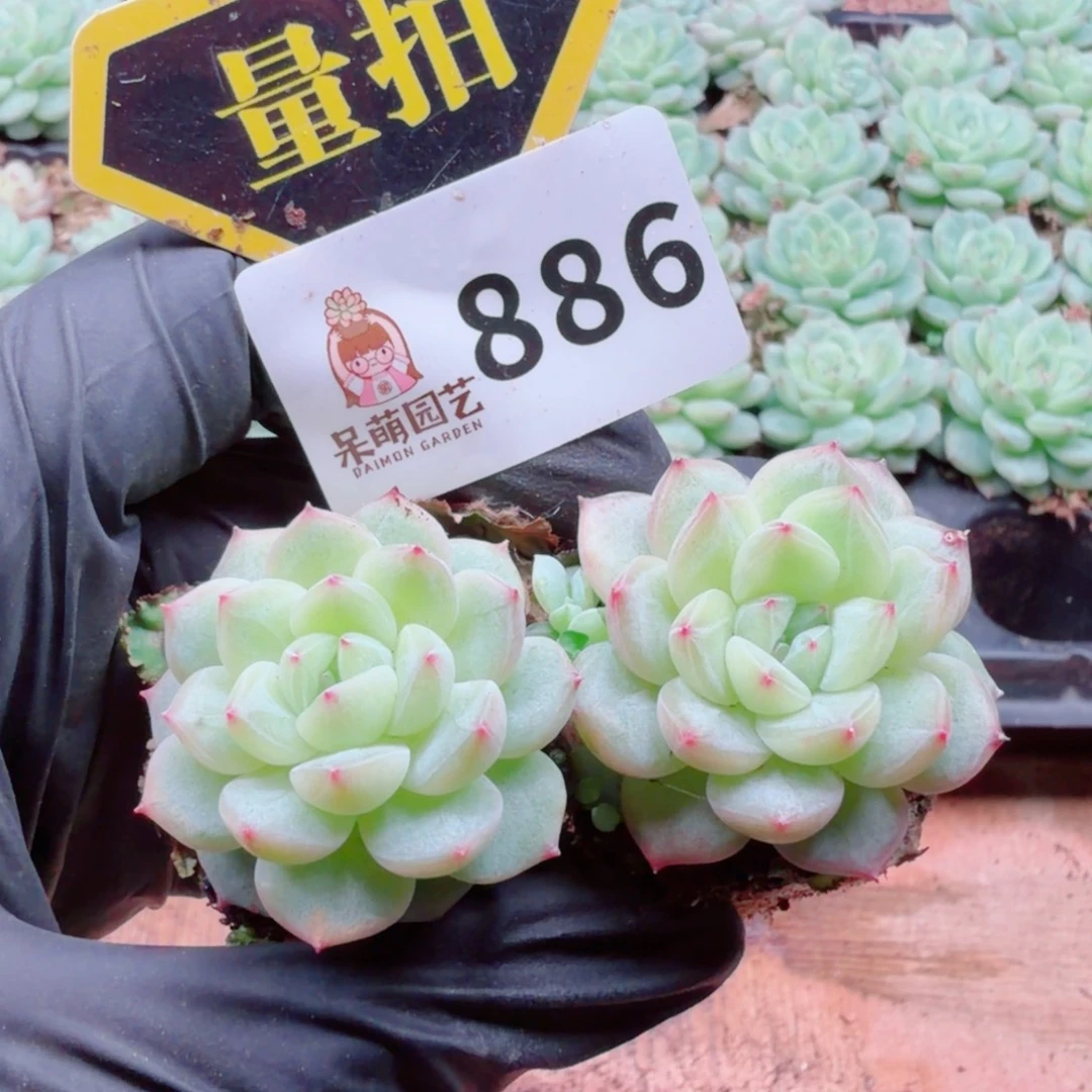 多肉植物多肉植物